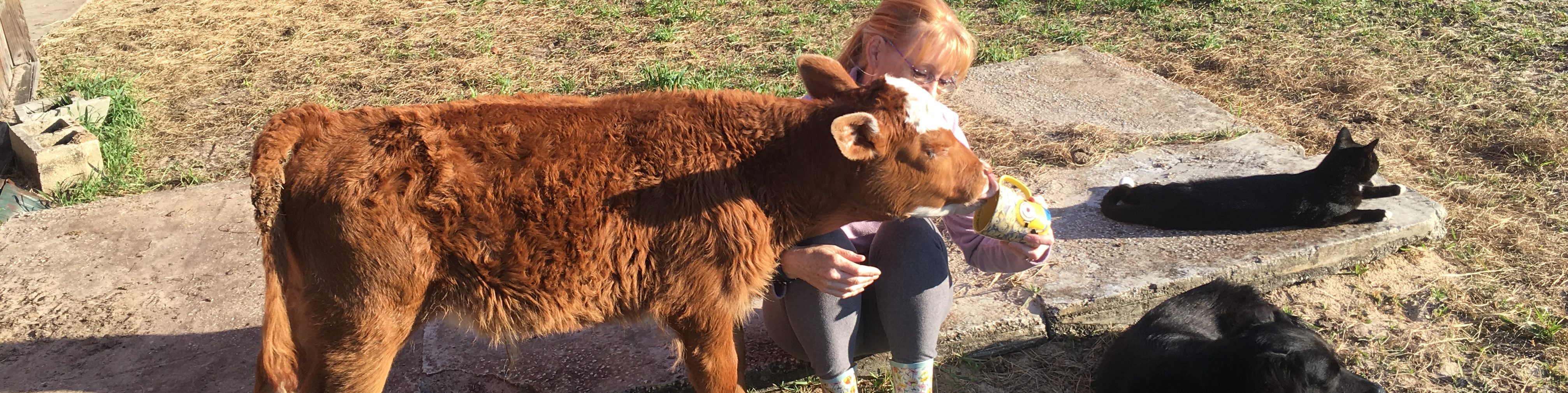 Writing at the Farm: 
